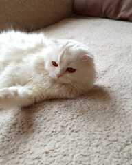 Fototapeta na wymiar white persian cat. Portrait of a white, fluffy cat, lies on a woolen blanket, on its side.