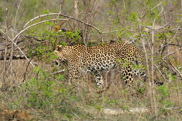 Léopard, Panthère, Panthera pardus, Afrique du Sud