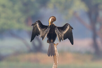 The Oriental darter or Indian darter (Anhinga melanogaster) preening itself by the lake at Bharatpur Bird Sanctuary, Rajasthan, India