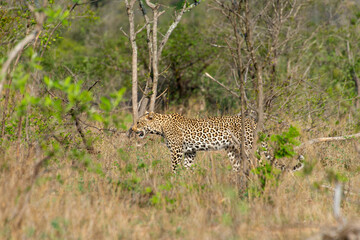 Léopard, Panthère, Panthera pardus, Afrique du Sud