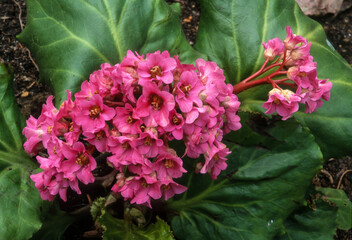 Plante des savetiers, Bergenia hybride morgenrote