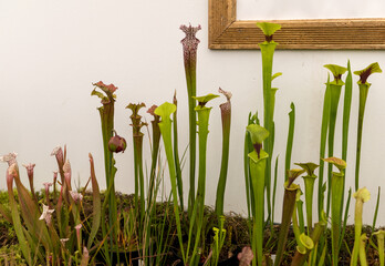 Carnivorous plants at the flower exhibition in Funchal, Madeira. Portugal.
