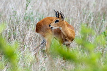 Steinbock, Raphicerus campestris, Parc national Kruger, Afrique du Sud