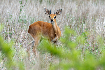 Steinbock, Raphicerus campestris, Parc national Kruger, Afrique du Sud