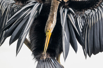 The Oriental darter or Indian darter (Anhinga melanogaster) preening itself and fishing  by the...