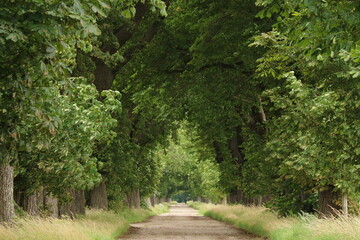 Allee mit alten Bäumen mit grünem Laub im Sommer