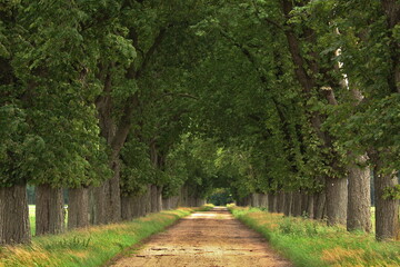 Allee mit altem Baumbestand im Sommer