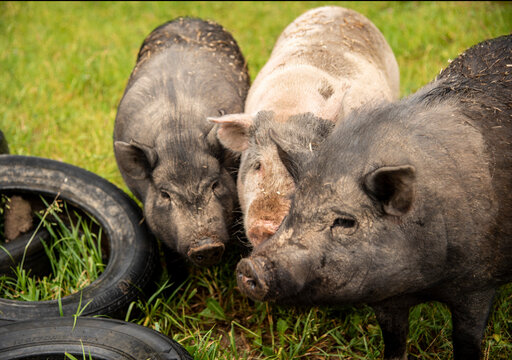 Three huge, dirty pigs were gathered around the tires of cars.