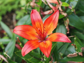 Rotgelbe Lilie als Einzelblüte
