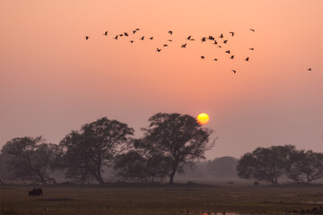 Flock of winter migratory birds flying around in beautiful landscapes of Bharatpur Bird Sanctuary in Rajasthan, India