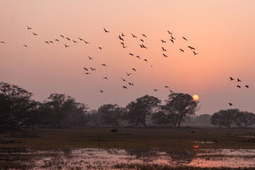 Fototapeta na wymiar Flock of winter migratory birds flying around in beautiful landscapes of Bharatpur Bird Sanctuary in Rajasthan, India
