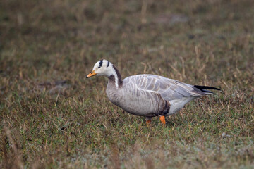 Bar headed goose (Anser indicus) duck foraging grass in Bharatpur Bird Sanctuary, Rajasthan, India.