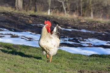 Beautiful big white rooster in the village