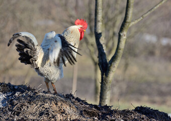 A cock flaps its wings and yells