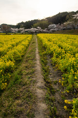 Fototapeta na wymiar 菜の花と桜と農道