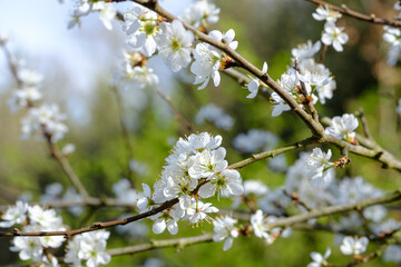 Blühender Baum im Frühling: Frühlingsblüten an wildem Baum, einer Hecke im Wald