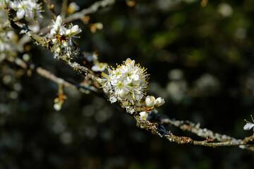 Blühender Baum im Frühling vor einem dunklen Hintergrund: Frühlingsblüten an wildem Baum im Wald