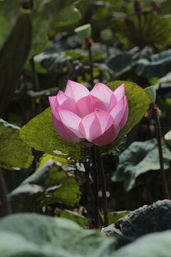 Natural photos: Lotus flowers are grown in (Viet Nam)