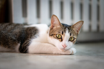 A short-haired Thai white-haired cat with black stripes yellow eyes lying on the polished cement floor beside a white wooden fence