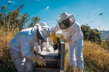 Beekeepers working to collect honey. Organic beekeeping concept.