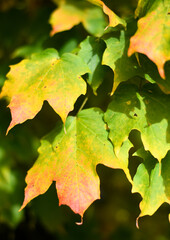 autumn maple leaves