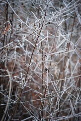 Zweige mit Schnee und Raureif bedeckt