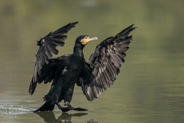 The great cormorant (Phalacrocorax carbo) landing in water at Bharatpur Bird Sanctuary in Rajasthan, India.