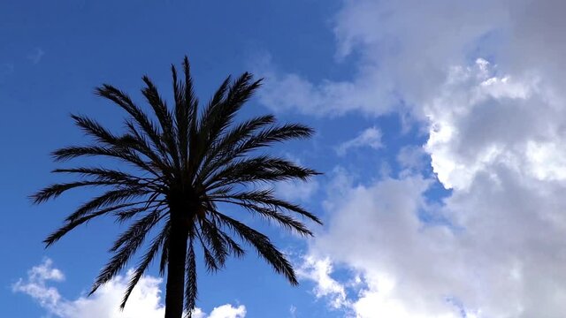 tropical palm tree motion video