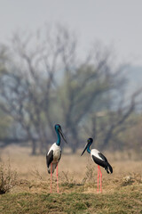 The black-necked stork (Ephippiorhynchus asiaticus) pair at Bharatpur Bird Sanctuary in Rajasthan, India