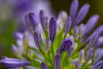 Fototapeta na wymiar Close-up of buds of a blue african lily (Agapanthus) with blurry background