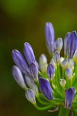 Close-up of buds of a blue african lily (Agapanthus) with blurry background