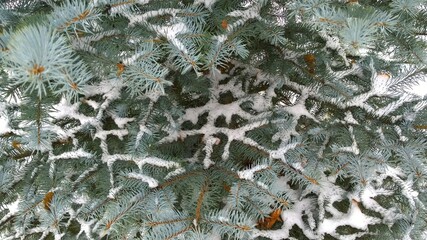 Blue Spruce pine tree. Christmas green branches covered with hoarfrost. Early frosty winter cold day. Young decorative fir with snow. Nature background. Ecology concept. Xmas.
