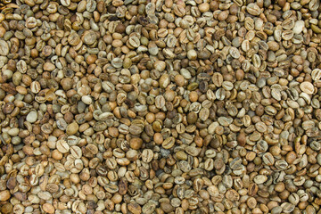 luwak coffee beans, green coffe.