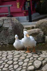 境内で放し飼いのアヒル