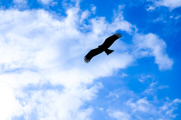 Fototapeta na wymiar 【鳥シルエット】青空を飛ぶ鳥イメージ
