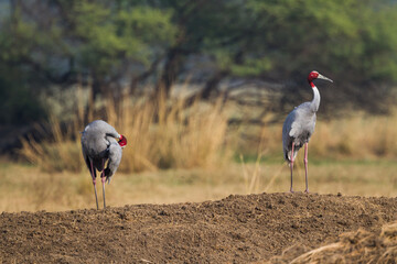 The sarus crane (Antigone antigone) courtship pair at Bharatpur Bird Sanctuary in Rajasthan, India.