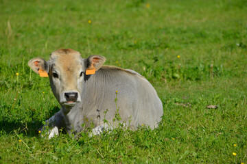 Petit veau gris ari&eacute;geois couch&eacute; dans l'herbe, Ari&egrave;ge en Occitanie, France