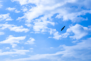 【鳥シルエット】青空を飛ぶ鳥イメージ