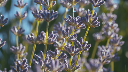 Blue wildflower buds in the rain