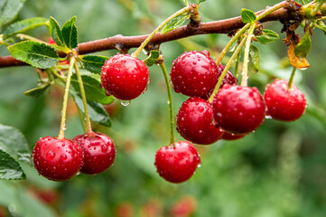 Glittering raindrops on a ripe cherry close-up on a blurred background.