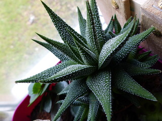Haworthia attenuata plant