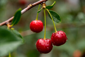 Glittering raindrops on a ripe cherry close-up on a blurred background.