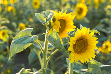 Bright golden sunflower field at sunset.