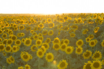 Obraz premium Bright golden sunflower field at sunset.