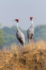 The sarus crane (Antigone antigone) courtship pair at Bharatpur Bird Sanctuary in Rajasthan, India.