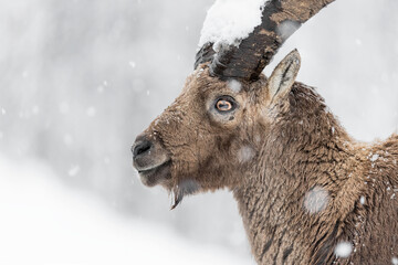 Close up of a mountain ibex under snowstorm (Capra ibex)