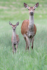 Mother and daughter, a family of Red deer before dawn (Cervus elaphus)