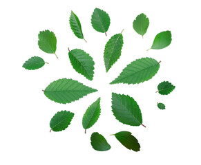 Leaves isolated on white background