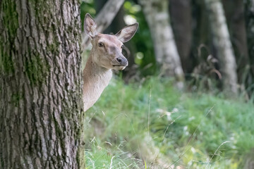 Deer in the forest (Cervus elaphus)