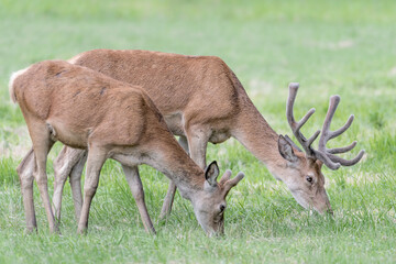 Naklejka na ściany i meble Two Red deer male at grazing before dawn (Cervus elaphus)
